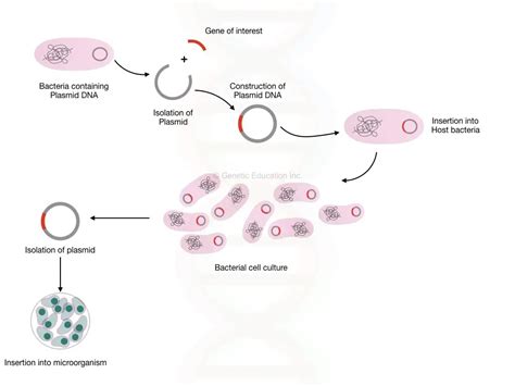 Genetic Engineering Diagram