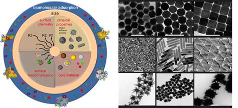 Centre For Bionano Interactions Cbni Nanoparticle Synthesis | Free Download Nude Photo Gallery