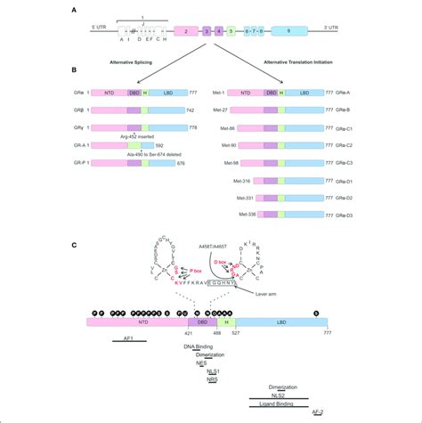 | Glucocorticoid receptor gene and protein. (A) Genomic structure of ...