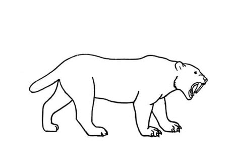 Saber Tooth Tiger Drawing, Sabertooth Tiger Line Drawing Shefalitayal ...