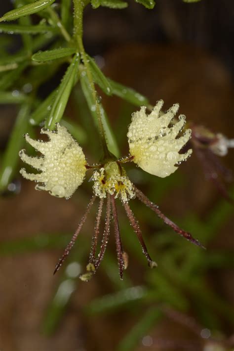 Native Plant Society Bioblitz Challenge - Native Plant Society of Texas