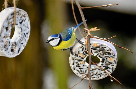 Rules of feeding birds in winter