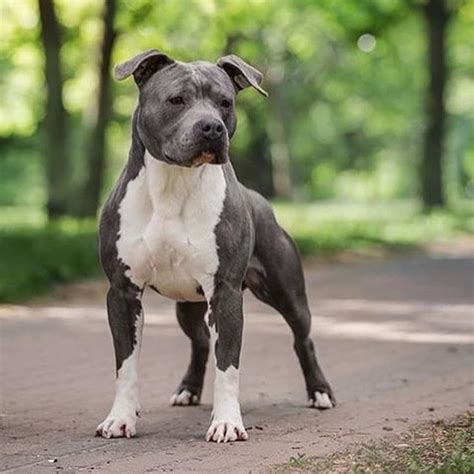 Amstaff | Perros musculosos, Perros peligrosos, Perro terrier