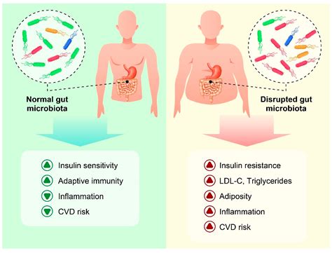 Gut Microbiota And Obesity