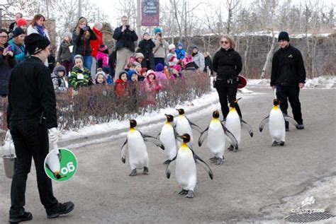 Watch the Calgary Zoo's King Penguins Waddle During the Penguin Walk ...