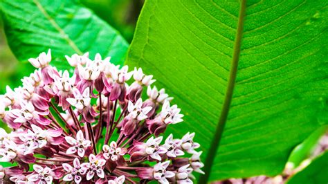 How to grow milkweed - Blog - MinnBox