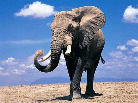 African elephant, tusks, alone, big, high, HD wallpaper | Peakpx