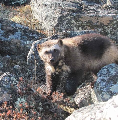 Worldwide wolverine analysis reveals research gaps - The Wildlife Society