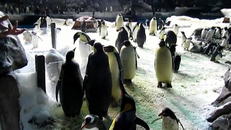 Penguin Experience Tour - SeaWorld San Diego (Dec. 8, 2010) - YouTube