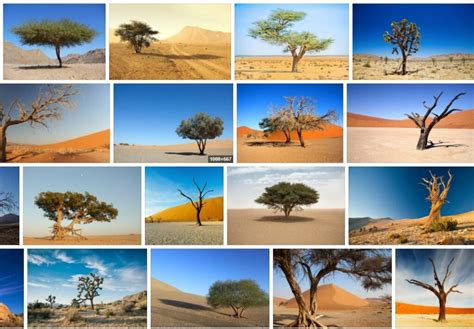 Desert Trees - The Best Desert Trees with Pictures and Names | Tree Types