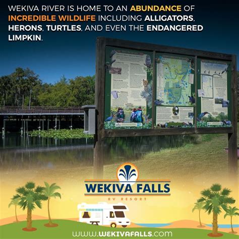 Enjoy connecting with nature! Learn all about the Florida wildlife inhabiting Wekiva Falls.# ...