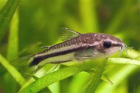 Corydoras Pygmy For Sale: Care, Food, Species & Types - Cory Cat Fish