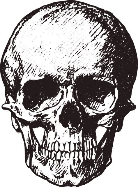 Vintage Skull Png, Transparent Png - kindpng | Halloween images ...