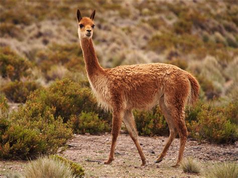 ️ Vicuña - Animales del Peru