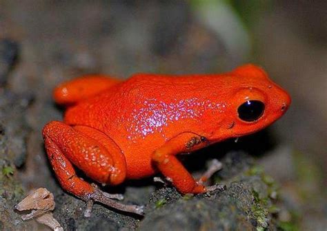 facts around us: Top 15 Beautiful Colorful Poison Frogs Photography