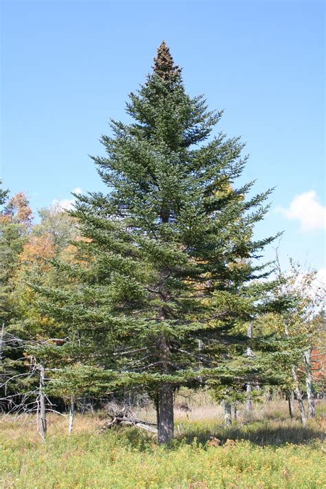 Abies balsamea - Trees and Shrubs Online