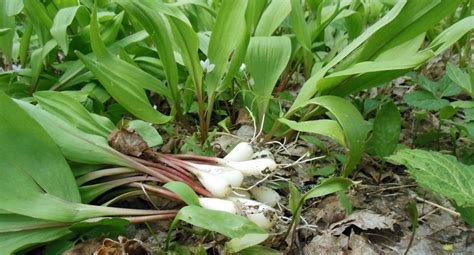 Spring Wild Edibles-Identification - Moosewood Nature Center