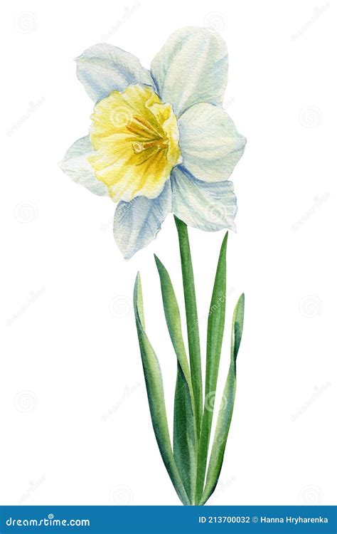 Watercolor Flower Daffodil on Isolated White Background, Botanical ...