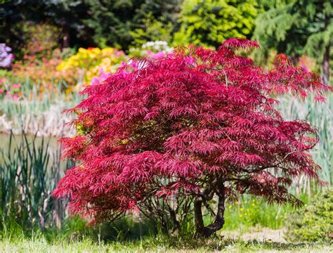 Dwarf Japanese Maple Tree Varieties to Grow in a Small Space