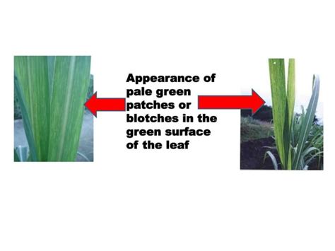 Sugarcane diseases | PPT