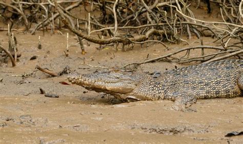 Australia: Swimmer, 60, attacked by crocodile in tourist hotspot ...