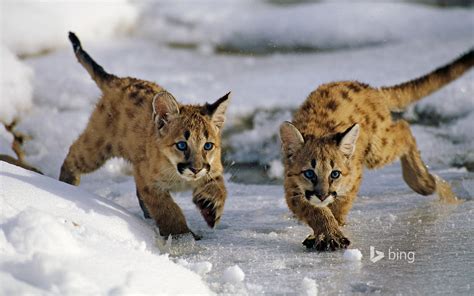 Two mountain lion cubs (today's Bing desktop photo) : hardcoreaww