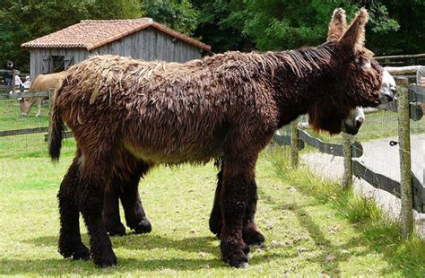 Breeds of Donkey | The Equinest