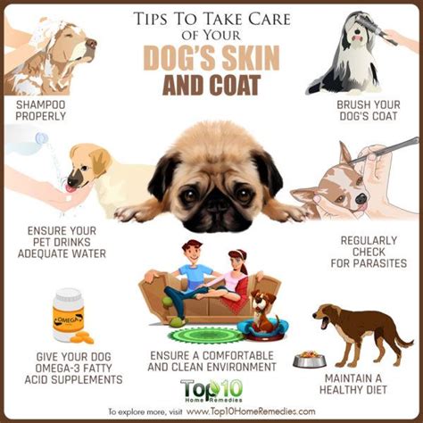 Tips to Take Care of Your Dog’s Skin and Coat | Top 10 Home Remedies