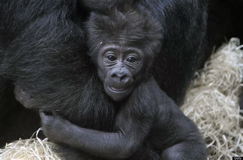 PHOTOS: Gorilla Overload! | Gorilla, Baby animals, Animals