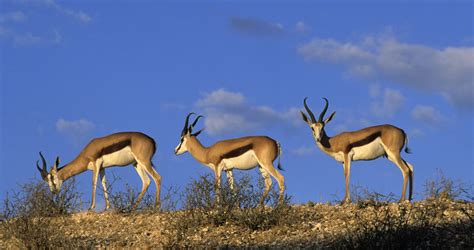 Springbok - Mammals - South Africa