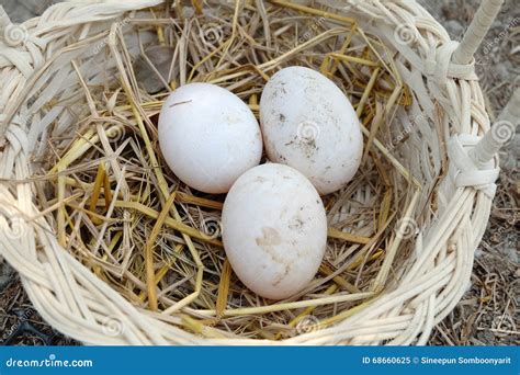 Muscovy Duck Eggs Basket Stock Photos - Free & Royalty-Free Stock ...