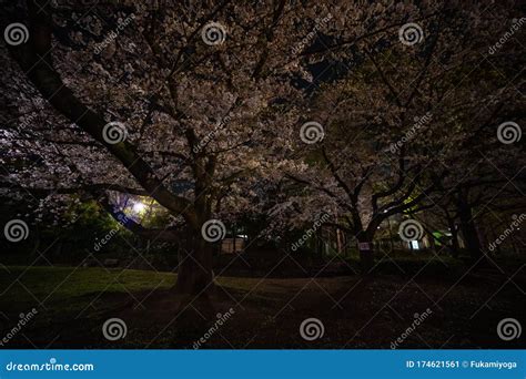 Cherry Blossoms Night View in Japan Stock Image - Image of nature ...