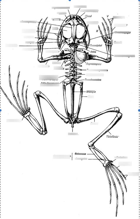 frog skeleton diagram Diagram | Quizlet