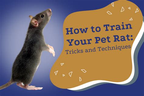 How to Train Your Pet Rat: Tricks and Techniques