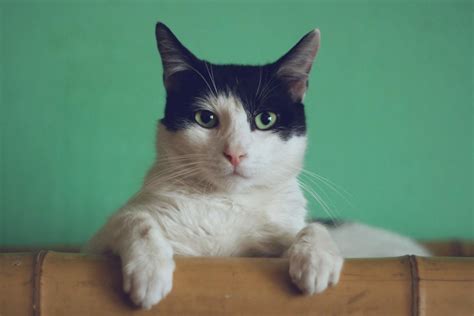 How Do You Prevent Toxoplasmosis in Cats? - PetHelpful