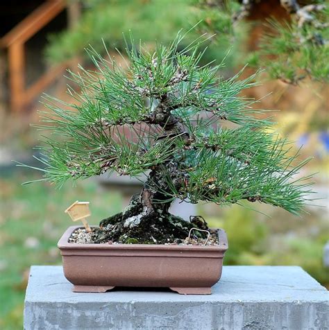 RP Seeds : Pinus thunbergii (Japanese Black Pine) 10 seeds £1.99