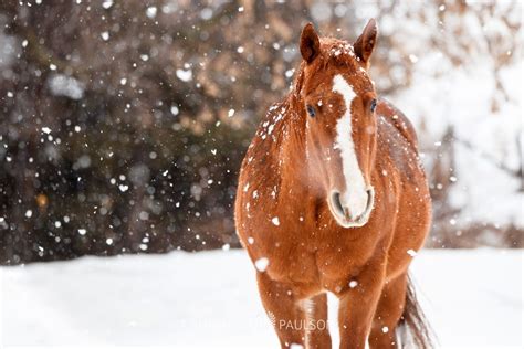 My Horses in Winter - Shelley Paulson Photography