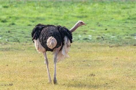 Common Ostrich stock photo. Image of grassland, bush - 152667864