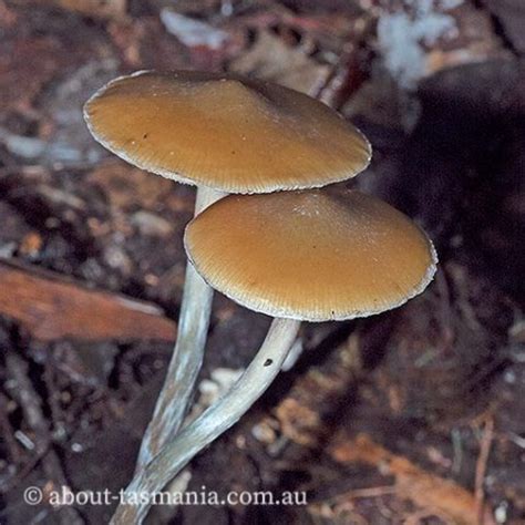 Psilocybe subaeruginosa | About Tasmania