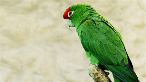 The Wildlife and Animals of El Yunque Rainforest | Animals, Parrot, Birds