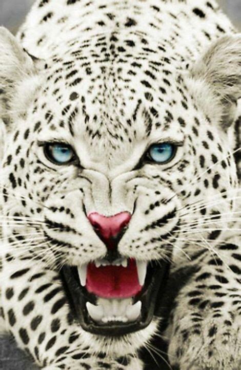 White jaguars | Black jaguars | Pinterest | Jaguar, Macro photography and Snails