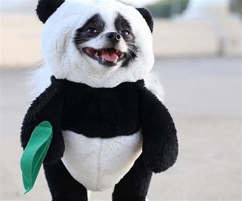 Dog Panda Costume