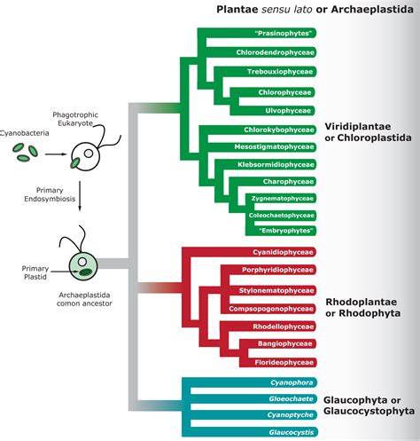 Figure 1 from The Glaucophyta: the blue-green plants in a nutshell | Semantic Scholar