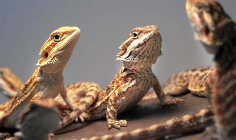 Are exotic pets your thing? Then you'll need to know this: - Los Angeles Times