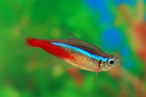 Neon Tetra - Appearance Characteristics & Care Guide - Fishtanky.com