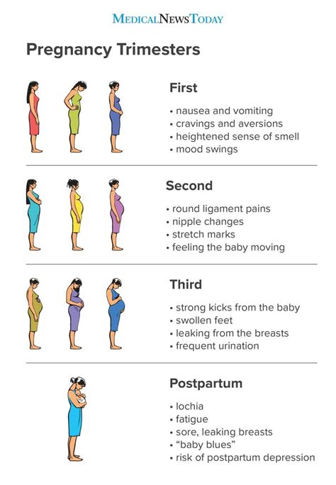 Pregnancy Chart, Pregnancy Timeline, Pregnancy Checklist, Trimesters Of ...