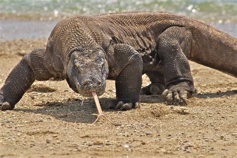 The Komodo Dragon is endangered because of hunting, human activities and natural disasters ...