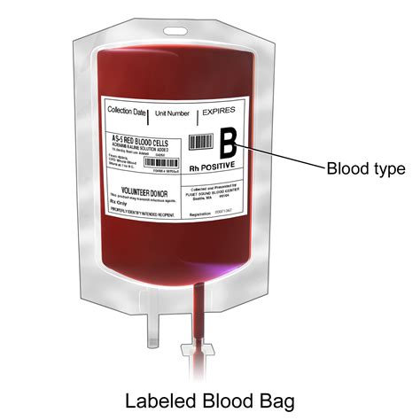 File:Blausen 0086 Blood Bag.png - Wikimedia Commons