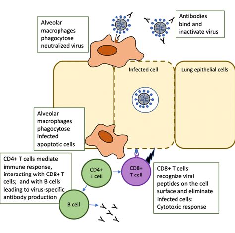 What is the role of T cells in COVID-19 infection? Why immunity is about more than antibodies ...