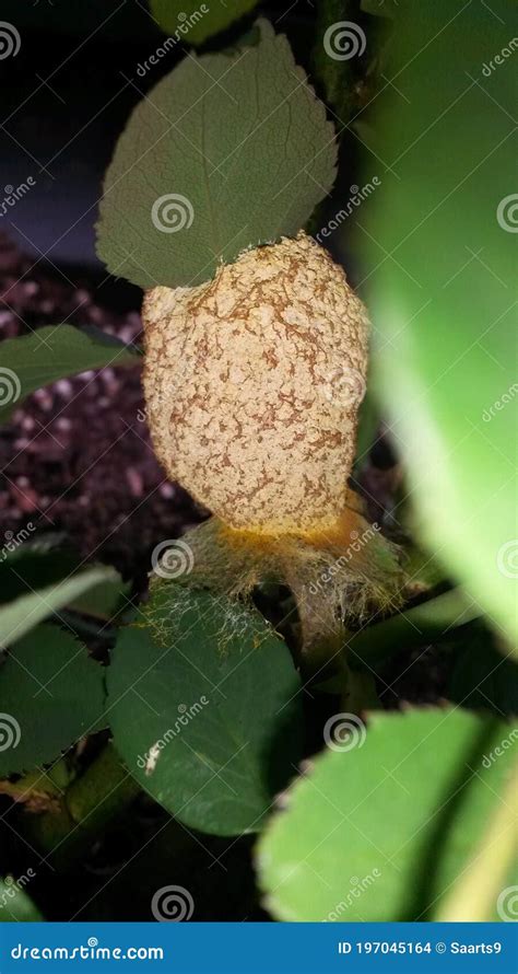 Fungus Growing on a Rose Bush Stock Photo - Image of enclosed, leaves: 197045164